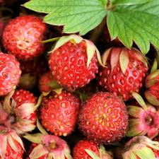 Attēlu rezultāti vaicājumam “Fragaria viridis fruit”