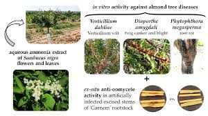 Attēlu rezultāti vaicājumam “Sambucus nigra flower”