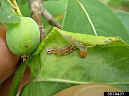 Attēlu rezultāti vaicājumam “Aphis confusa”