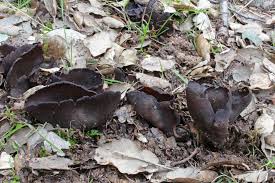 Attēlu rezultāti vaicājumam “Otidea bufonia”