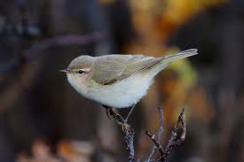 Attēlu rezultāti vaicājumam “Phylloscopus collybita”