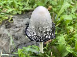 Image result for coprinus