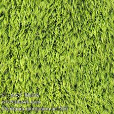 Attēlu rezultāti vaicājumam “Dicranum montanum”