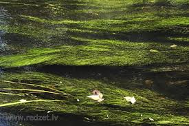 Attēlu rezultāti vaicājumam “Stuckenia pectinata”