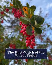 Attēlu rezultāti vaicājumam “Berberis vulgaris fruit”