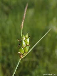 Attēlu rezultāti vaicājumam “Carex lasiocarpa male flower”