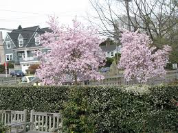 Attēlu rezultāti vaicājumam “Magnolia x loebneri”