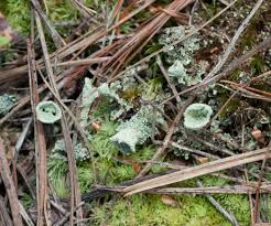 Attēlu rezultāti vaicājumam “Cladonia fimbriata”