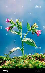 Attēlu rezultāti vaicājumam “Pulmonaria obscura bud”