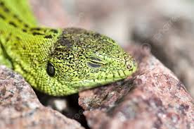 Attēlu rezultāti vaicājumam “Lacerta agilis male”