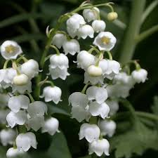 Attēlu rezultāti vaicājumam “Convallaria majalis leaf”