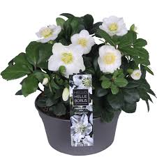 Attēlu rezultāti vaicājumam “Helleborus niger”