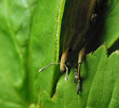 Attēlu rezultāti vaicājumam “Lixus iridis”