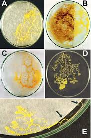 Attēlu rezultāti vaicājumam “Fuligo gyrosa plasmodium”