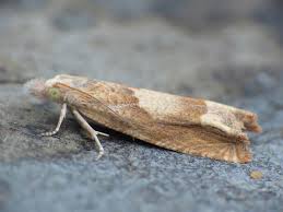 Attēlu rezultāti vaicājumam “Eucosma aspidiscana”