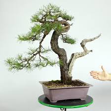 Attēlu rezultāti vaicājumam “Pinus sylvestris var. borussica”