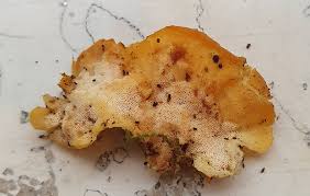 Attēlu rezultāti vaicājumam “Flaviporus citrinellus”