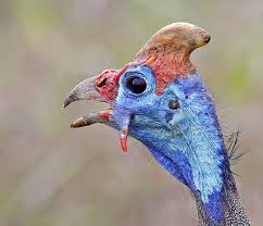 Attēlu rezultāti vaicājumam “Numida meleagris adult”