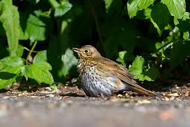 Attēlu rezultāti vaicājumam “Turdus philomelos juvenile”