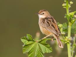 Image result for Cisticola juncidis
