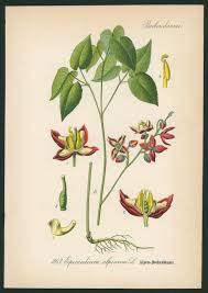 Attēlu rezultāti vaicājumam “Epimedium alpinum”