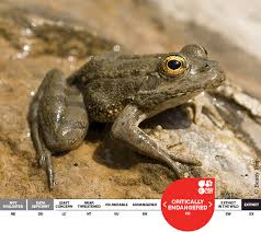 Attēlu rezultāti vaicājumam “Pelophylax”