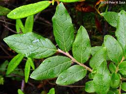 Attēlu rezultāti vaicājumam “Salix myrtilloides leaf”