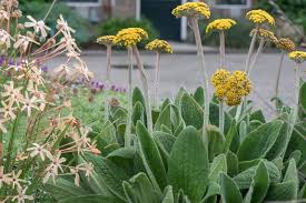 Attēlu rezultāti vaicājumam “Sedum pallidum flower”