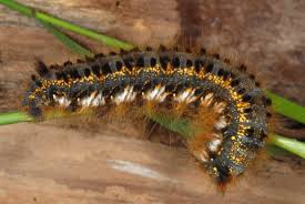 Attēlu rezultāti vaicājumam “Euthrix potatoria”