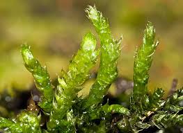 Attēlu rezultāti vaicājumam “Brachythecium rivulare”