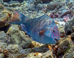 Image result for Calotomus carolinus