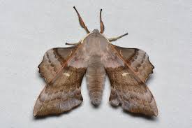 Attēlu rezultāti vaicājumam “Laothoe populi”