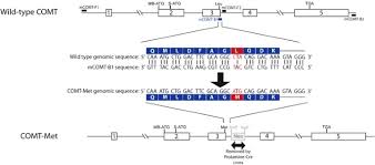 Image result for Generation 2 Ttc