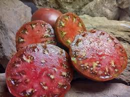 Afbeeldingsresultaat voor 1884 purple tomato