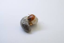 Attēlu rezultāti vaicājumam “Melolontha melolontha imago”