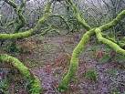 SW4837 : Scary wood near - via Daymix