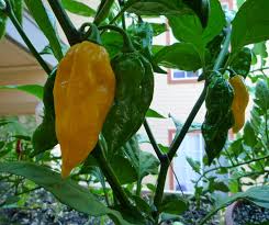 Afbeeldingsresultaat voor yellow fratali hot pepper