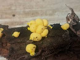 Attēlu rezultāti vaicājumam “Lycogala roseosporum sessile”