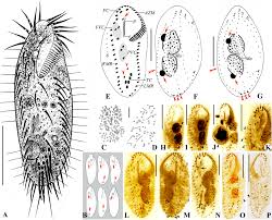 Attēlu rezultāti vaicājumam “Hemitrichia chrysospora macro”