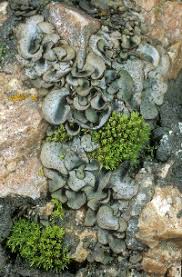 Attēlu rezultāti vaicājumam “Dermatocarpon luridum”