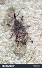 Attēlu rezultāti vaicājumam “Pissodes piniphilus”