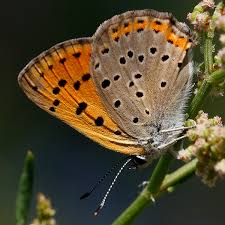 Attēlu rezultāti vaicājumam “Lycaena alciphron female”