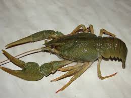 Attēlu rezultāti vaicājumam “Astacus leptodactylus”