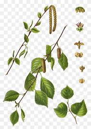 Attēlu rezultāti vaicājumam “Betula pubescens flower”