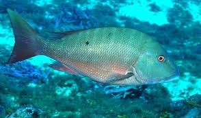 Image result for Lutjanus analis