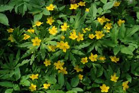 Attēlu rezultāti vaicājumam “Anemone ranunculoides leaf”