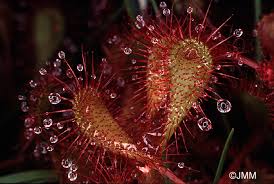 Attēlu rezultāti vaicājumam “Drosera x obovata”