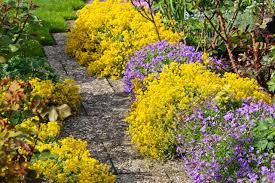 Image result for Alyssum saxatile
