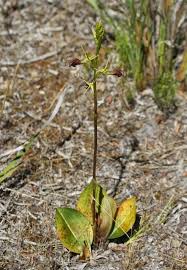Attēlu rezultāti vaicājumam “Herminium monorchis fruit”
