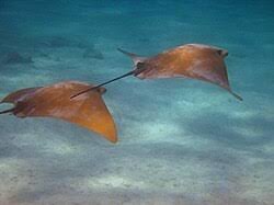 Image result for Rhinoptera brasiliensis